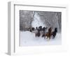 Hideout Ranch, Shell, Wyoming. Horse running through the snow.-Darrell Gulin-Framed Photographic Print