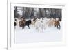 Hideout Ranch, Shell, Wyoming. Horse running through the snow.-Darrell Gulin-Framed Photographic Print