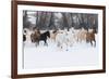 Hideout Ranch, Shell, Wyoming. Horse running through the snow.-Darrell Gulin-Framed Photographic Print