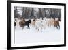 Hideout Ranch, Shell, Wyoming. Horse running through the snow.-Darrell Gulin-Framed Photographic Print