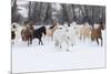 Hideout Ranch, Shell, Wyoming. Horse running through the snow.-Darrell Gulin-Mounted Photographic Print