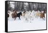 Hideout Ranch, Shell, Wyoming. Horse running through the snow.-Darrell Gulin-Framed Stretched Canvas