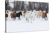 Hideout Ranch, Shell, Wyoming. Horse running through the snow.-Darrell Gulin-Stretched Canvas