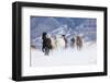 Hideout Ranch, Shell, Wyoming. Horse running through the snow.-Darrell Gulin-Framed Photographic Print