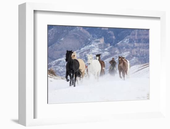 Hideout Ranch, Shell, Wyoming. Horse running through the snow.-Darrell Gulin-Framed Photographic Print