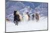 Hideout Ranch, Shell, Wyoming. Horse running through the snow.-Darrell Gulin-Mounted Photographic Print