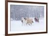 Hideout Ranch, Shell, Wyoming. Horse running through the snow.-Darrell Gulin-Framed Photographic Print