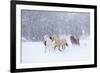 Hideout Ranch, Shell, Wyoming. Horse running through the snow.-Darrell Gulin-Framed Photographic Print