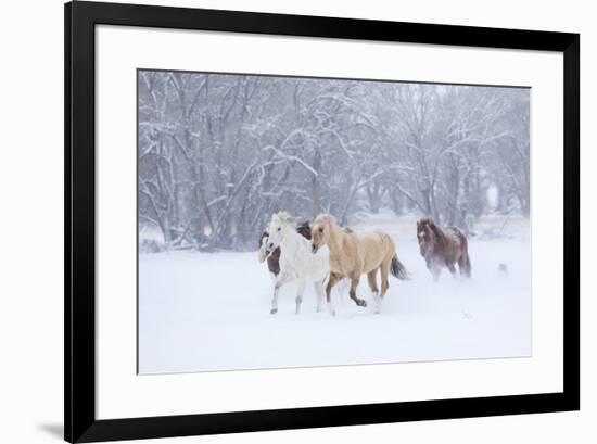 Hideout Ranch, Shell, Wyoming. Horse running through the snow.-Darrell Gulin-Framed Photographic Print