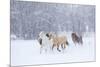 Hideout Ranch, Shell, Wyoming. Horse running through the snow.-Darrell Gulin-Mounted Photographic Print