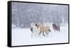 Hideout Ranch, Shell, Wyoming. Horse running through the snow.-Darrell Gulin-Framed Stretched Canvas