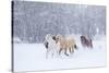 Hideout Ranch, Shell, Wyoming. Horse running through the snow.-Darrell Gulin-Stretched Canvas