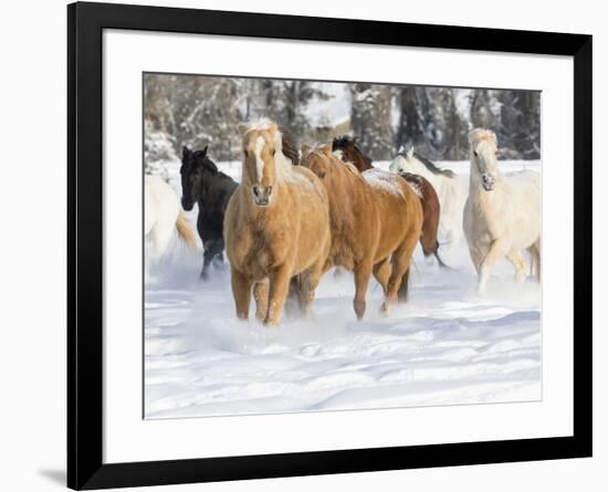 Hideout Ranch, Shell, Wyoming. Horse running through the snow.-Darrell Gulin-Framed Photographic Print