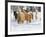 Hideout Ranch, Shell, Wyoming. Horse running through the snow.-Darrell Gulin-Framed Photographic Print