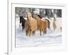 Hideout Ranch, Shell, Wyoming. Horse running through the snow.-Darrell Gulin-Framed Photographic Print