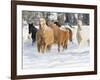 Hideout Ranch, Shell, Wyoming. Horse running through the snow.-Darrell Gulin-Framed Photographic Print