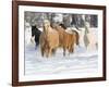 Hideout Ranch, Shell, Wyoming. Horse running through the snow.-Darrell Gulin-Framed Photographic Print