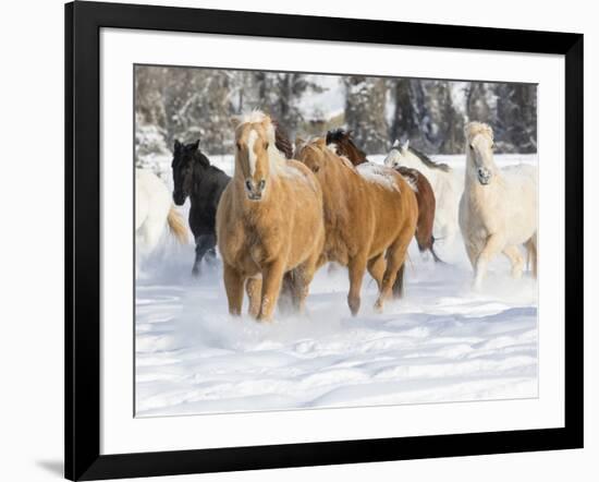 Hideout Ranch, Shell, Wyoming. Horse running through the snow.-Darrell Gulin-Framed Photographic Print