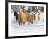 Hideout Ranch, Shell, Wyoming. Horse running through the snow.-Darrell Gulin-Framed Photographic Print