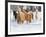 Hideout Ranch, Shell, Wyoming. Horse running through the snow.-Darrell Gulin-Framed Photographic Print