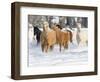 Hideout Ranch, Shell, Wyoming. Horse running through the snow.-Darrell Gulin-Framed Photographic Print