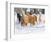 Hideout Ranch, Shell, Wyoming. Horse running through the snow.-Darrell Gulin-Framed Photographic Print