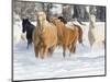 Hideout Ranch, Shell, Wyoming. Horse running through the snow.-Darrell Gulin-Mounted Photographic Print