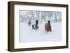 Hideout Ranch, Shell, Wyoming. Horse running through the snow.-Darrell-Framed Photographic Print