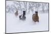 Hideout Ranch, Shell, Wyoming. Horse running through the snow.-Darrell-Mounted Photographic Print