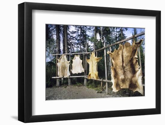 Hides Stretched over Wooden Racks for Tanning. Alaska (PR)-Angel Wynn-Framed Premium Photographic Print