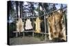 Hides Stretched over Wooden Racks for Tanning. Alaska (PR)-Angel Wynn-Stretched Canvas