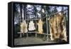 Hides Stretched over Wooden Racks for Tanning. Alaska (PR)-Angel Wynn-Framed Stretched Canvas