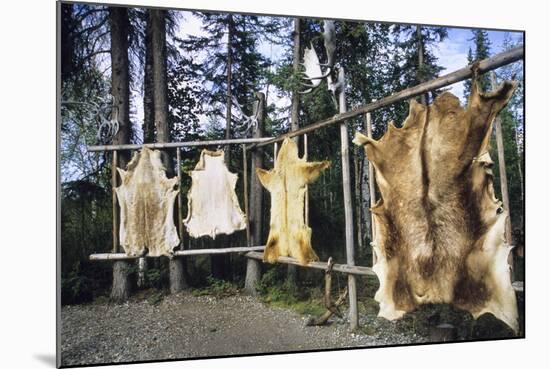 Hides Stretched over Wooden Racks for Tanning. Alaska (PR)-Angel Wynn-Mounted Photographic Print