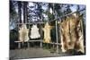 Hides Stretched over Wooden Racks for Tanning. Alaska (PR)-Angel Wynn-Mounted Photographic Print