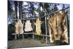 Hides Stretched over Wooden Racks for Tanning. Alaska (PR)-Angel Wynn-Mounted Photographic Print