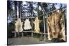 Hides Stretched over Wooden Racks for Tanning. Alaska (PR)-Angel Wynn-Stretched Canvas
