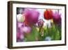 Hiding Beauty-Incredi-Framed Giclee Print