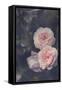 Hiding Blooms-Sarah Gardner-Framed Stretched Canvas