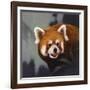 Hiding Out-Joh Naito-Framed Giclee Print