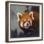 Hiding Out-Joh Naito-Framed Giclee Print