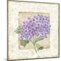 Hidrangea-Maria Trad-Mounted Giclee Print