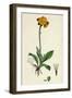 Hieracium Aurantiacum Orange Hawkweed-null-Framed Giclee Print