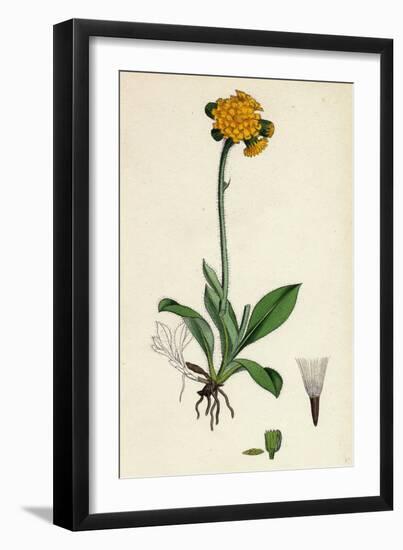 Hieracium Aurantiacum Orange Hawkweed-null-Framed Giclee Print