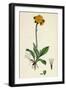 Hieracium Aurantiacum Orange Hawkweed-null-Framed Giclee Print