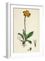 Hieracium Aurantiacum Orange Hawkweed-null-Framed Giclee Print