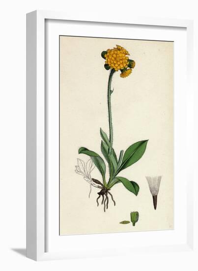 Hieracium Aurantiacum Orange Hawkweed-null-Framed Giclee Print