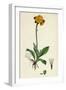 Hieracium Aurantiacum Orange Hawkweed-null-Framed Giclee Print