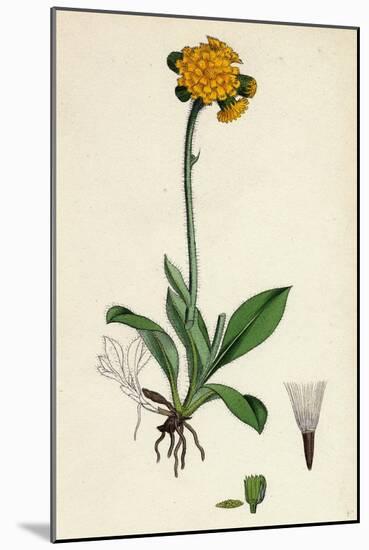 Hieracium Aurantiacum Orange Hawkweed-null-Mounted Giclee Print