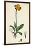 Hieracium Aurantiacum Orange Hawkweed-null-Framed Giclee Print