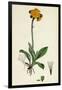 Hieracium Aurantiacum Orange Hawkweed-null-Framed Giclee Print